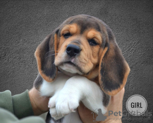 Photo №2 de l'annonce № 30673 de la vente beagle - acheter à Biélorussie de la fourrière
