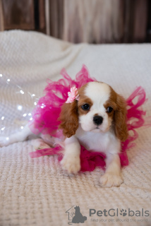 Photo №4. Je vais vendre cavalier king charles spaniel en ville de Tallinn. de la fourrière - prix - 1800€