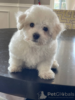 Photo №1. bichon à poil frisé - à vendre en ville de Genève | négocié | Annonce №124411