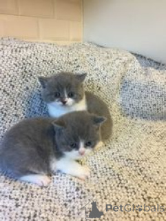 Photo №1. british shorthair - à vendre en ville de Barsbüttel | 300€ | Annonce № 160184