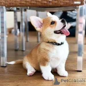 Photo №1. welsh corgi - à vendre en ville de Дортмунд | 250€ | Annonce №95724