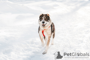 Photo №2 de l'annonce № 98615 de la vente chien bâtard - acheter à Fédération de Russie de l'abri