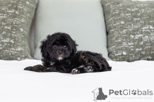 Photo №2 de l'annonce № 155597 de la vente labradoodle - acheter à Norvège annonce privée