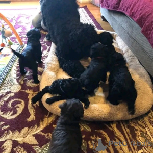 Photo №4. Je vais vendre chien d'eau portugais en ville de Berlin. éleveur - prix - 1000€