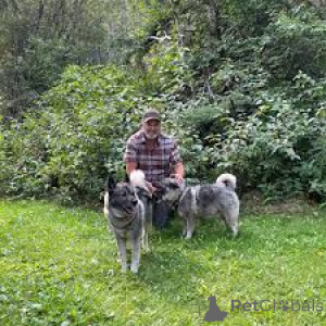 Photo №1. buhund norvégien - à vendre en ville de Amsterdam | 700€ | Annonce №163876