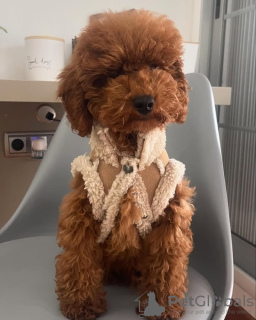 Photo №2 de l'annonce № 132652 de la vente caniche (jouet) - acheter à Portugal éleveur