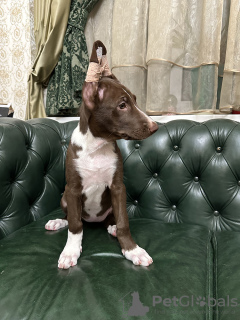 Photo №3. Chien nu péruvien grand en laine. Ukraine