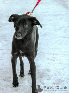 Photos supplémentaires: Merveilleuse et affectueuse chienne Jessie à la recherche d'un foyer !