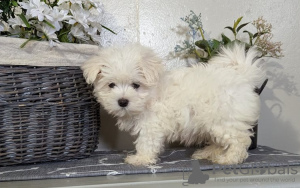 Photo №1. bichon maltais - à vendre en ville de Milan | 351€ | Annonce №107577