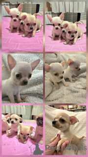 Photo №2 de l'annonce № 165320 de la vente chihuahua - acheter à Serbie éleveur