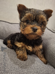 Photo №1. biewer yorkshire terrier, yorkshire terrier - à vendre en ville de Daugavpils | 650€ | Annonce №158151