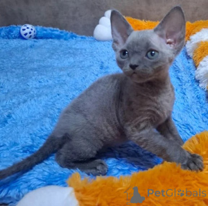 Photo №1. devon rex - à vendre en ville de Jettingen | 350€ | Annonce № 177036