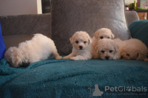 Photos supplémentaires: Chiots Bichon Frise enregistrés Kc