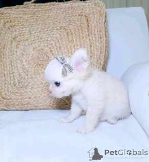 Photo №1. chihuahua - à vendre en ville de Washington | 969€ | Annonce №168771