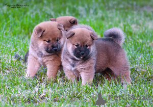 Photos supplémentaires: Chiots shiba inu