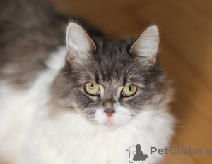 Photo №3. Plusha sage entre de bonnes mains.. Fédération de Russie