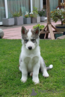 Photo №3. Adorables Cachorros de Husky Siberiano en adopción. USA