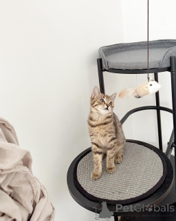 Photo №1. european à poil ras - à vendre en ville de Mannheim | négocié | Annonce № 158216