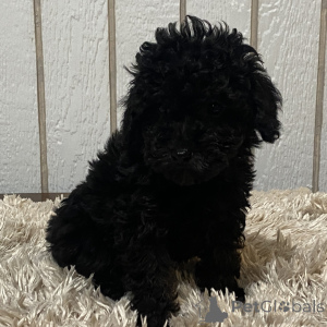 Photo №3. Caniche Femelle de 12 semaines Prête à rentrer à la maison. La Grande-Bretagne