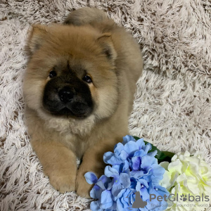 Photo №3. Superbe chiot Chow Chow sain et éblouissant. USA