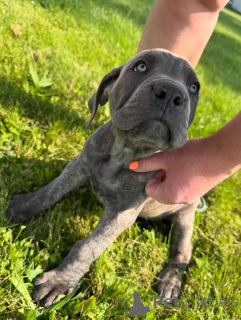 Photo №3. Chiots Sweet Cane Corso à vendre. WhatsApp professionnel 4915781334108. Lituanie