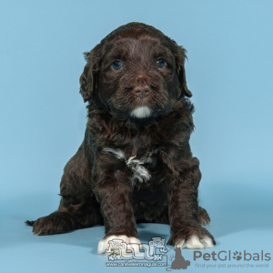Photo №2 de l'annonce № 98483 de la vente chien d'eau portugais - acheter à Portugal éleveur
