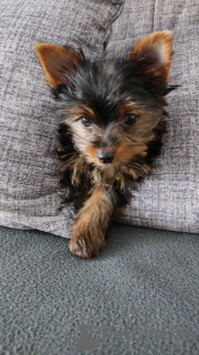 Photo №4. Je vais vendre yorkshire terrier en ville de Bonn. annonce privée - prix - 329€
