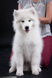 Photos supplémentaires: Samoyed. Garçon intelligent