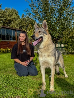 Photo №2 de l'annonce № 159189 de la vente chien-loup tchécoslovaque - acheter à Pays Bas éleveur
