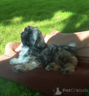 Photo №4. Je vais vendre shih tzu en ville de Wałbrzych. annonce privée - prix - négocié