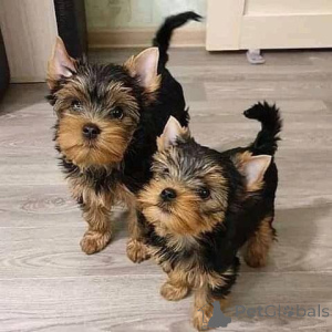 Photo №2 de l'annonce № 166542 de la vente biewer yorkshire terrier - acheter à USA éleveur