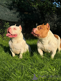 Photo №1. american bully - à vendre en ville de Minsk | 1500€ | Annonce №140078