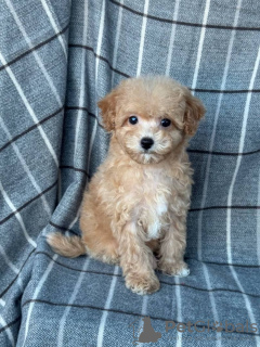 Photo №2 de l'annonce № 133519 de la vente maltipu - acheter à USA annonce privée, éleveur