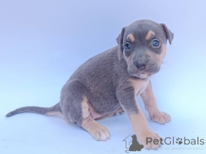 Photo №3. Chiots Pitbulls. Serbie