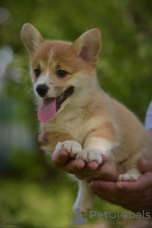 Photo №2 de l'annonce № 10603 de la vente welsh corgi - acheter à Fédération de Russie annonce privée, éleveur