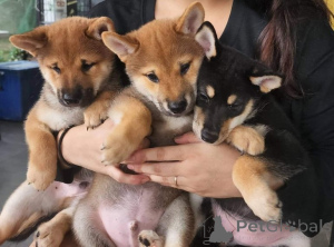 Photo №1. shiba - à vendre en ville de Pass à paste | négocié | Annonce №174708