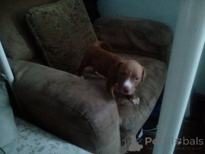 Photo №4. Je vais vendre american pit bull terrier en ville de Бернау. annonce privée - prix - négocié