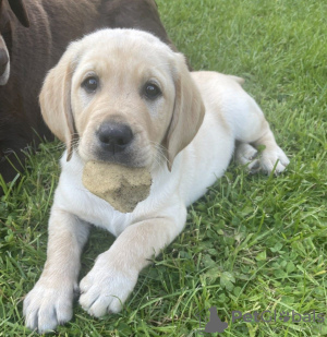 Photo №4. Je vais vendre golden retriever en ville de Sedona. annonce privée - prix - négocié