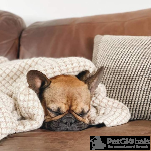 Photo №3. Bulldog français. USA