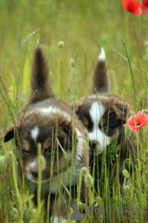 Photo №4. Je vais vendre berger américain miniature (aussie) en ville de Gdynia. annonce privée, éleveur - prix - 2000€