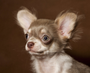 Photo №2 de l'annonce № 3838 de la vente chihuahua - acheter à Fédération de Russie de la fourrière