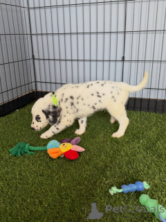 Photo №2 de l'annonce № 168622 de la vente dalmatien - acheter à Allemagne éleveur