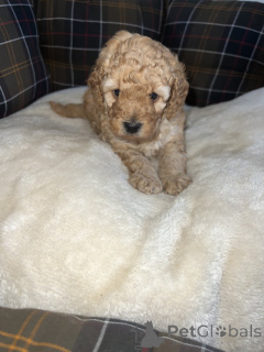 Photo №2 de l'annonce № 163999 de la vente caniche (jouet) - acheter à USA 