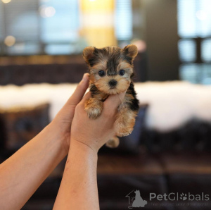 Photo №1. biewer yorkshire terrier - à vendre en ville de Alabama | 823€ | Annonce №166541