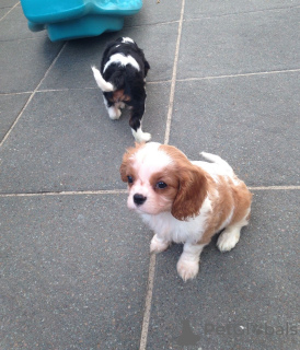 Photo №3. Adorables chiots Cavalier King Charles en adoption gratuite. Allemagne