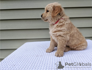 Photo №1. golden retriever - à vendre en ville de Калифорния Сити | 473€ | Annonce №56555