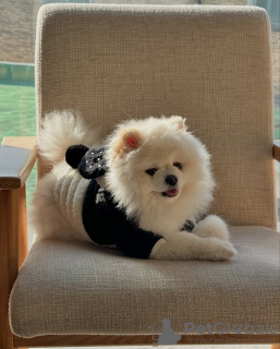 Photo №2 de l'annonce № 132474 de la vente spitz nain - acheter à Portugal 