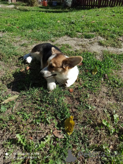 Photos supplémentaires: Corgi gallois Pembroke