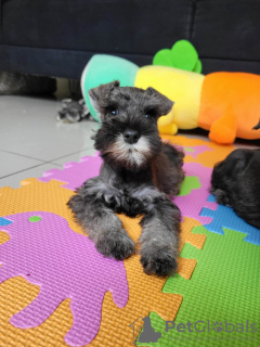 Photos supplémentaires: Schnauzer nain