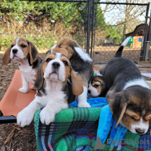 Photos supplémentaires: je cherche un beagle